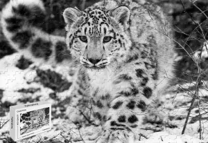 1000 Piece Jigsaw Puzzle - Snow Leopard Premium Basswood Materials Bright Color,29.5 X 19.6 Inch