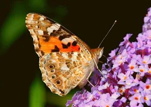 36 Live Painted Lady Butterflies in INDIVIDUAL ENVELOPES ~  Please read IMPORTANT INFO BELOW before placing an order.