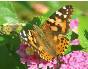 48 Live Painted Lady Butterflies in INDIVIDUAL ENVELOPES ~  Please read IMPORTANT INFO BELOW before placing an order.