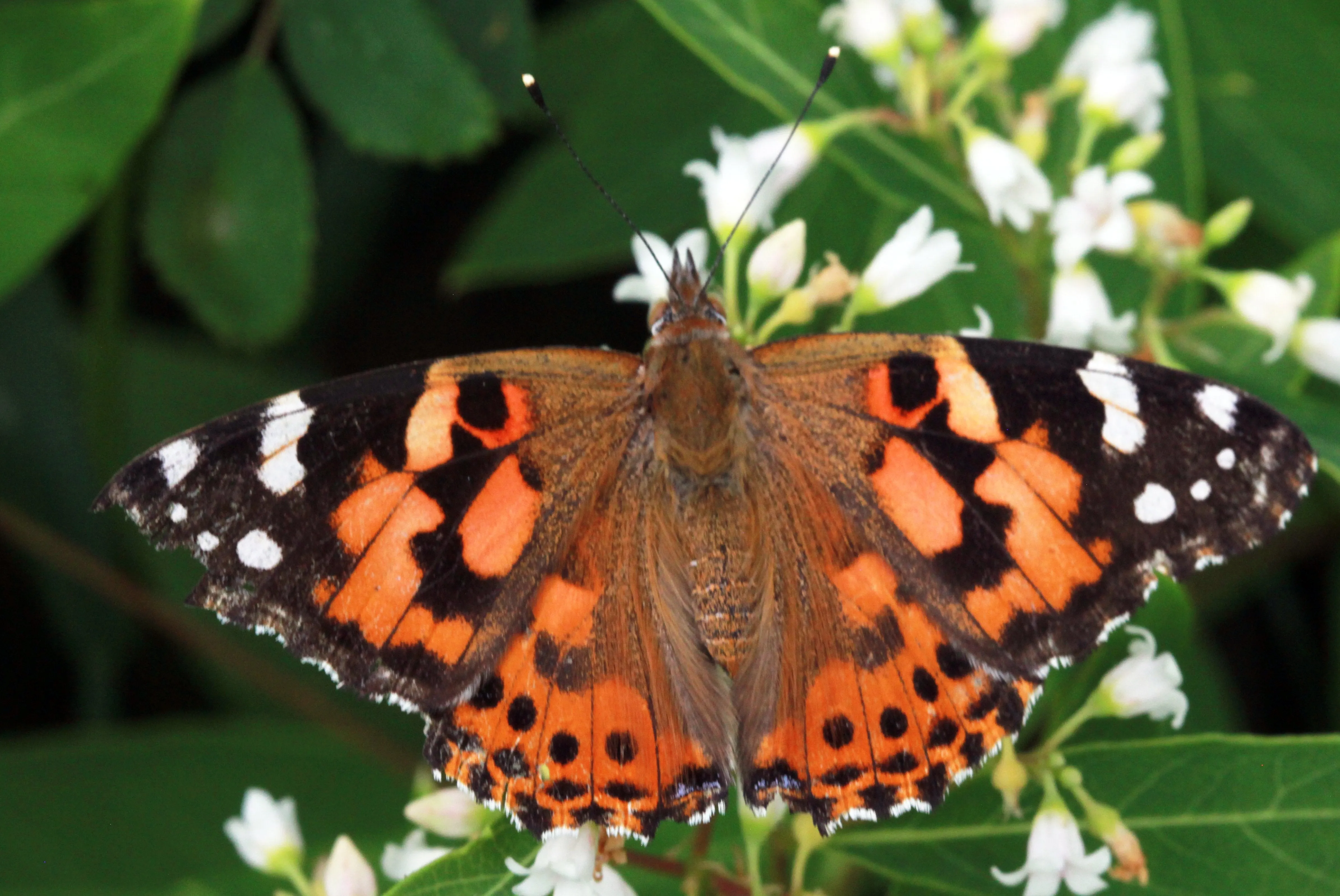 48 Live Painted Lady Butterflies in INDIVIDUAL ENVELOPES ~  Please read IMPORTANT INFO BELOW before placing an order.