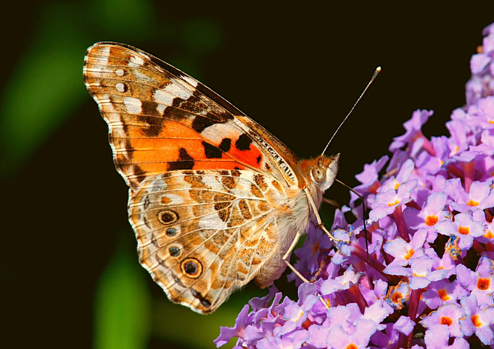 48 Live Painted Lady Butterflies in INDIVIDUAL ENVELOPES ~  Please read IMPORTANT INFO BELOW before placing an order.