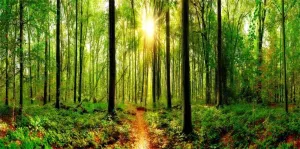 CSFOTO 16x8ft Forest Backdrop Sunshine Trees Scenery Background for Photography Outdoor Picnic Decor Banner Wall Decor Background